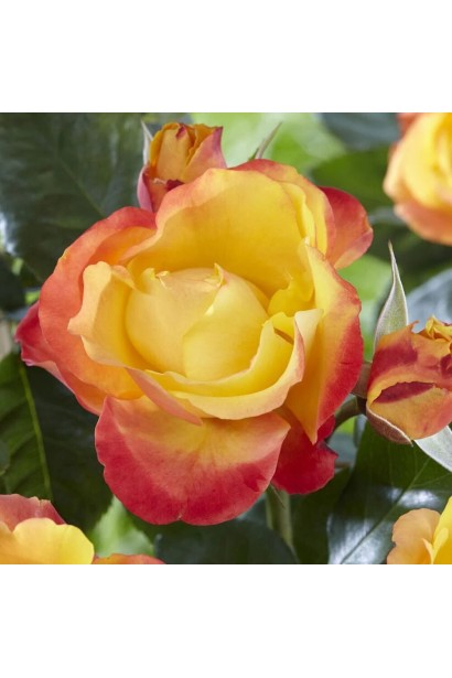 Роза Литтл Сансет - желтые лепестки с красной окантовкой